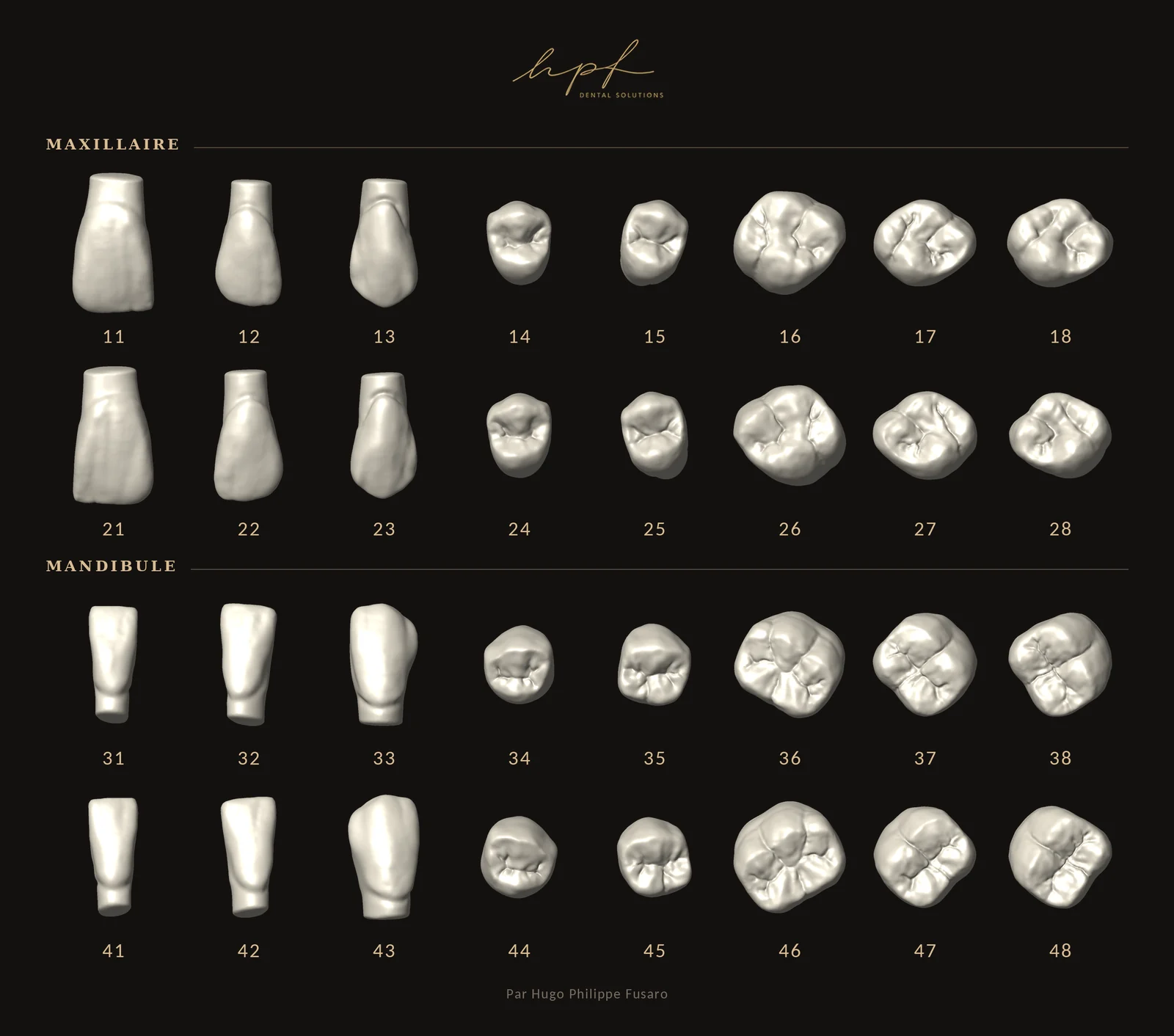 Planche des 32 morphologies de la bibliothèque HPF ONE, notation FDI, maxillaire et mandibule